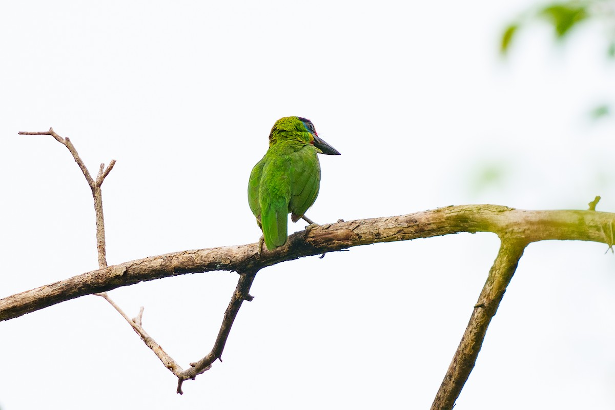 Red-throated Barbet - Laurent Esselen