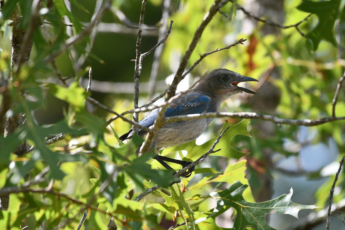 Florida Scrub-Jay - Julian Campuzano Garrido