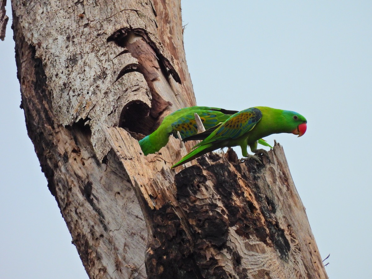 Blue-naped Parrot - Jorge De Ramos