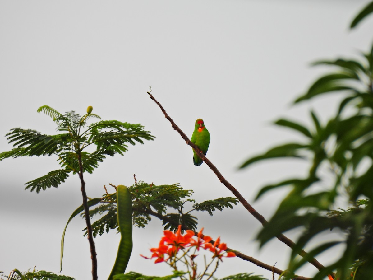 Philippine Hanging-Parrot - ML622123307