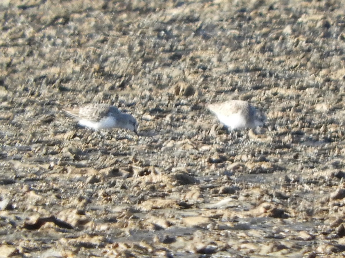 Red-necked Stint - ML622123313