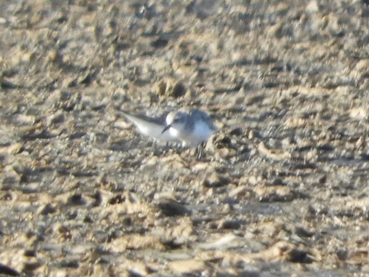 Red-necked Stint - ML622123316