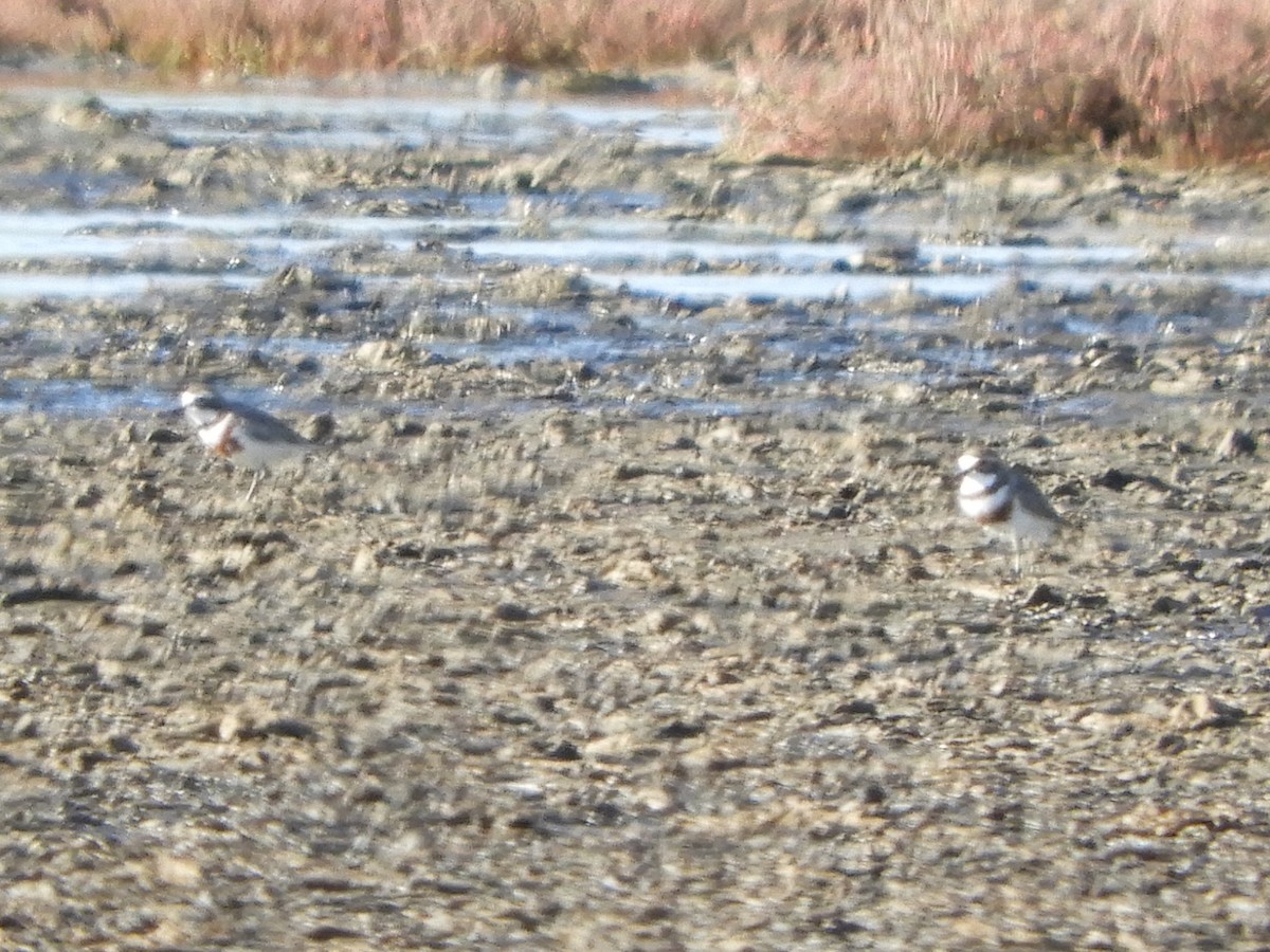 Double-banded Plover - Natalee Bozzi