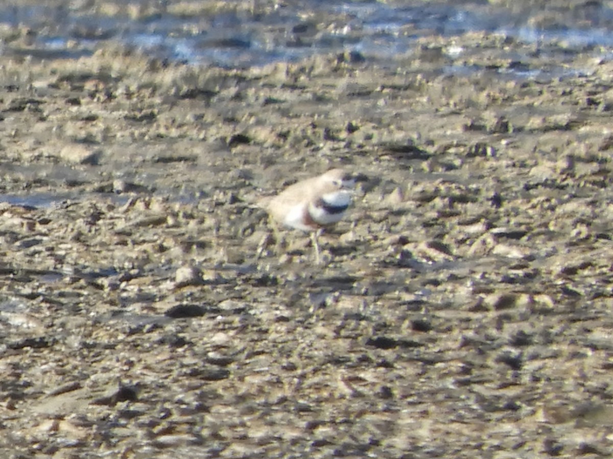 Double-banded Plover - ML622123333