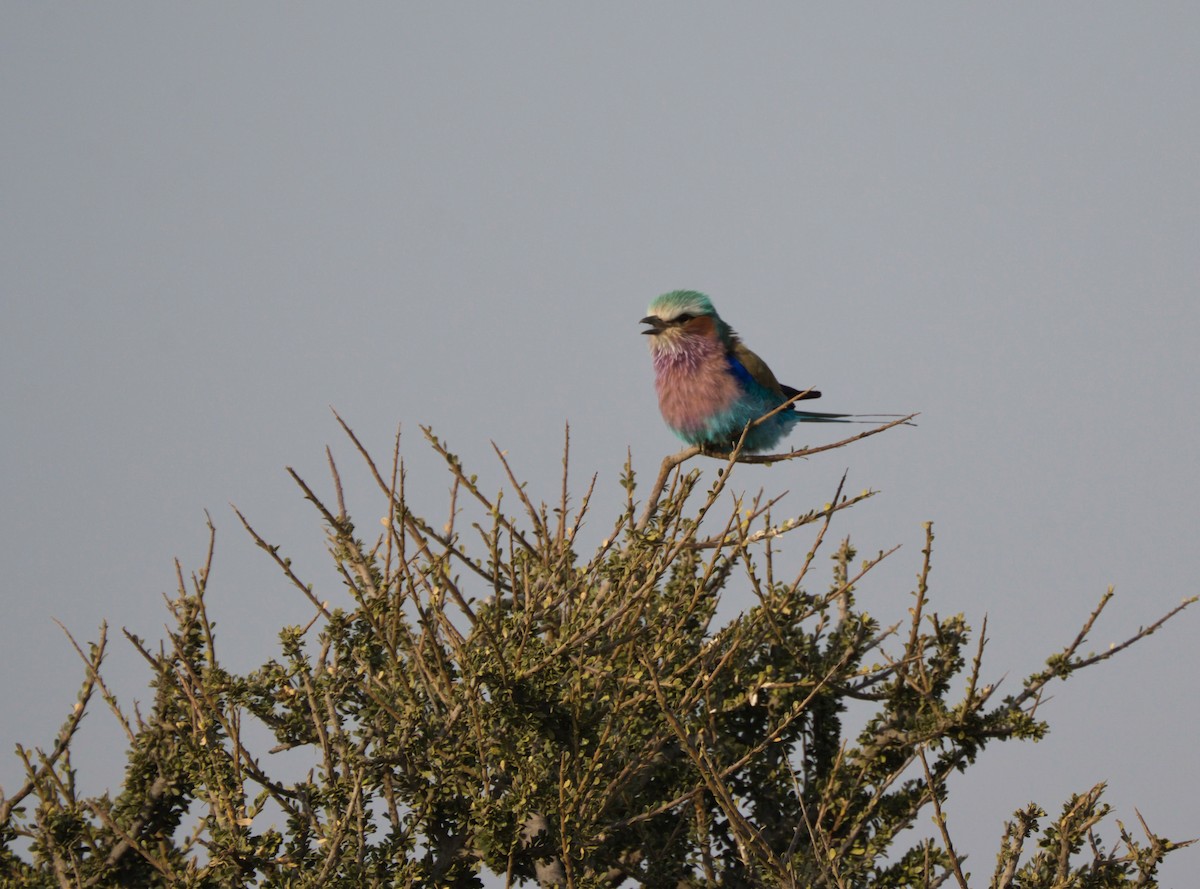 Lilac-breasted Roller - ML622123336