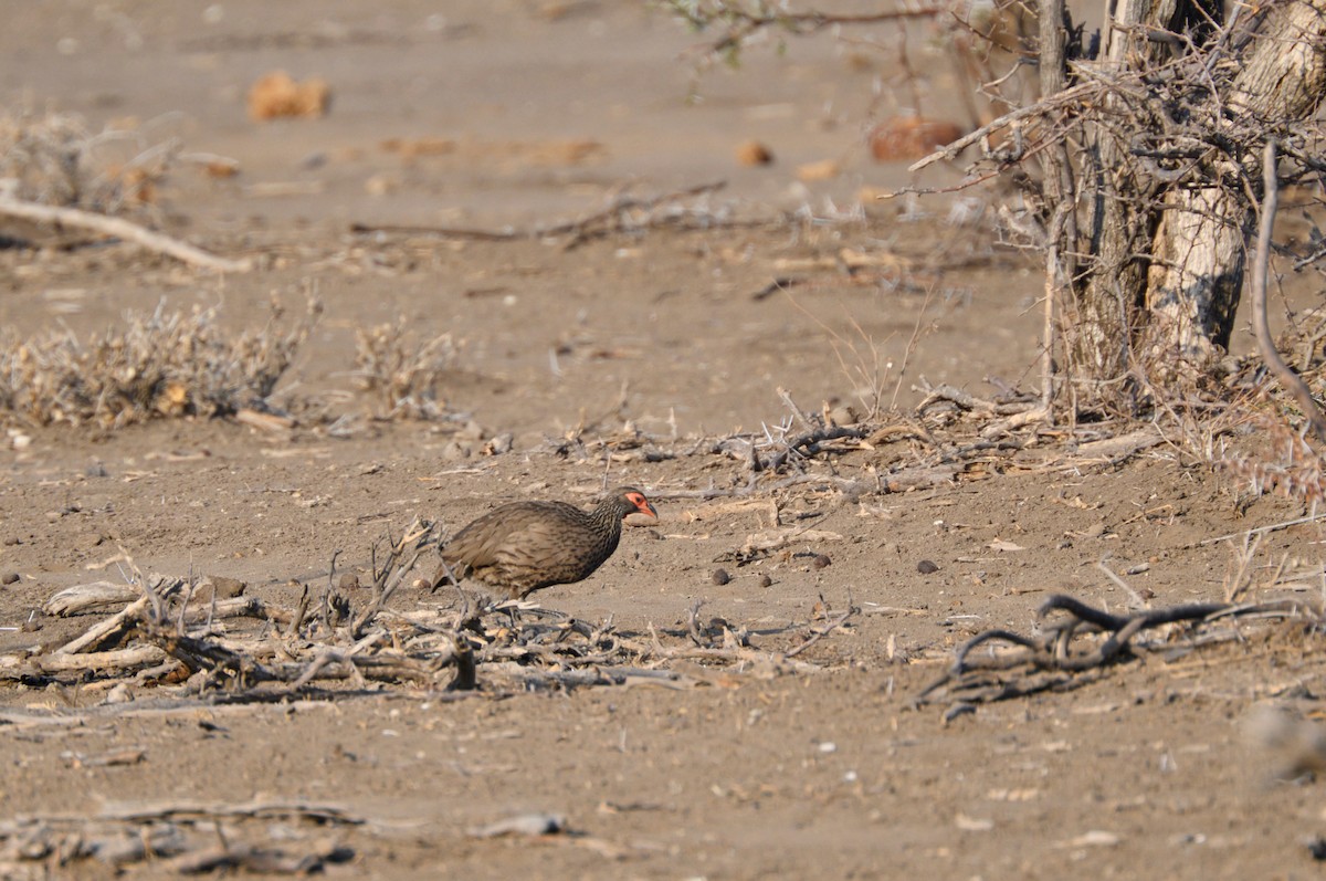 Swainson's Spurfowl - ML622123341