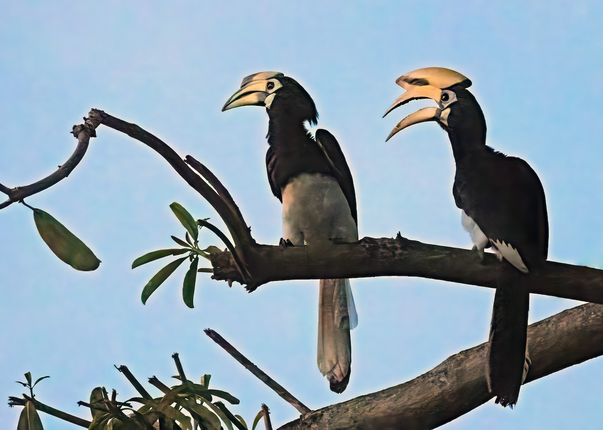 Oriental Pied-Hornbill - ML622123356