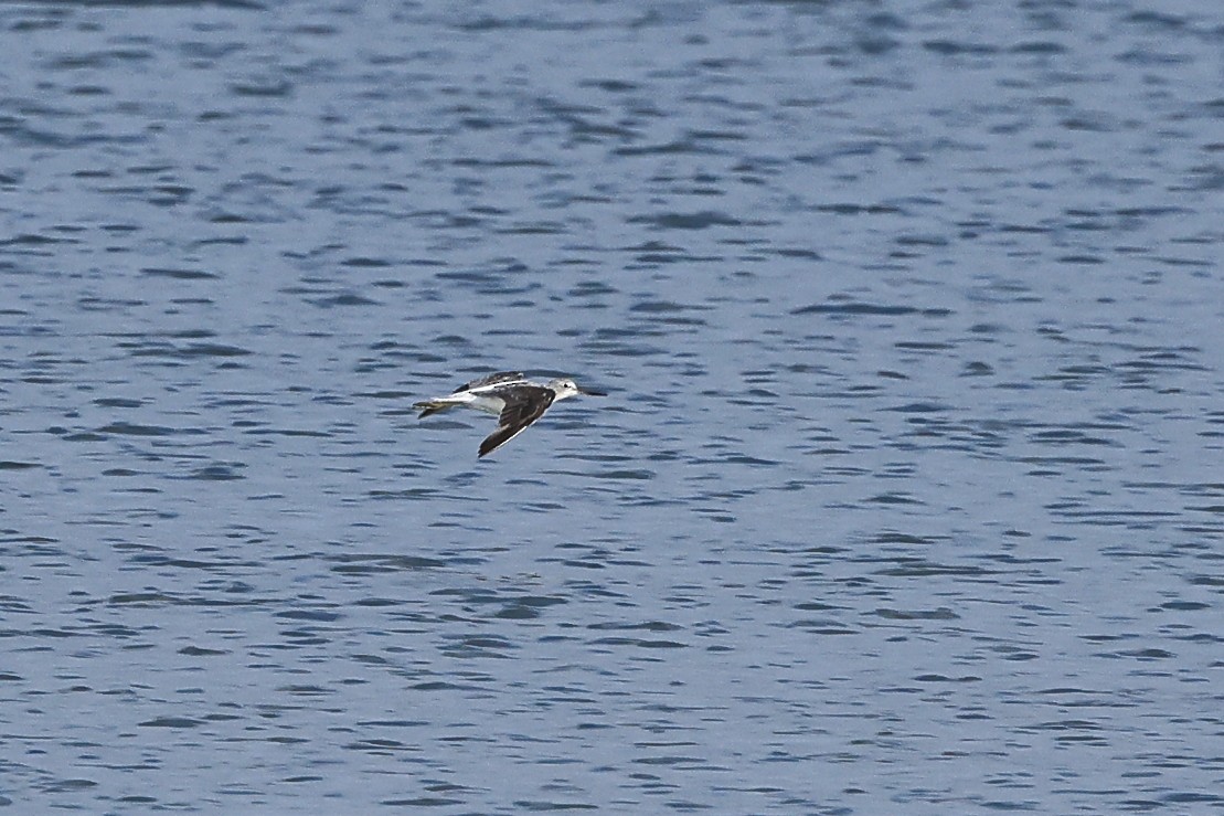 Common Greenshank - ML622123358