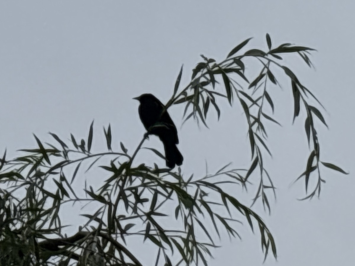 Red-winged Blackbird - ML622123360