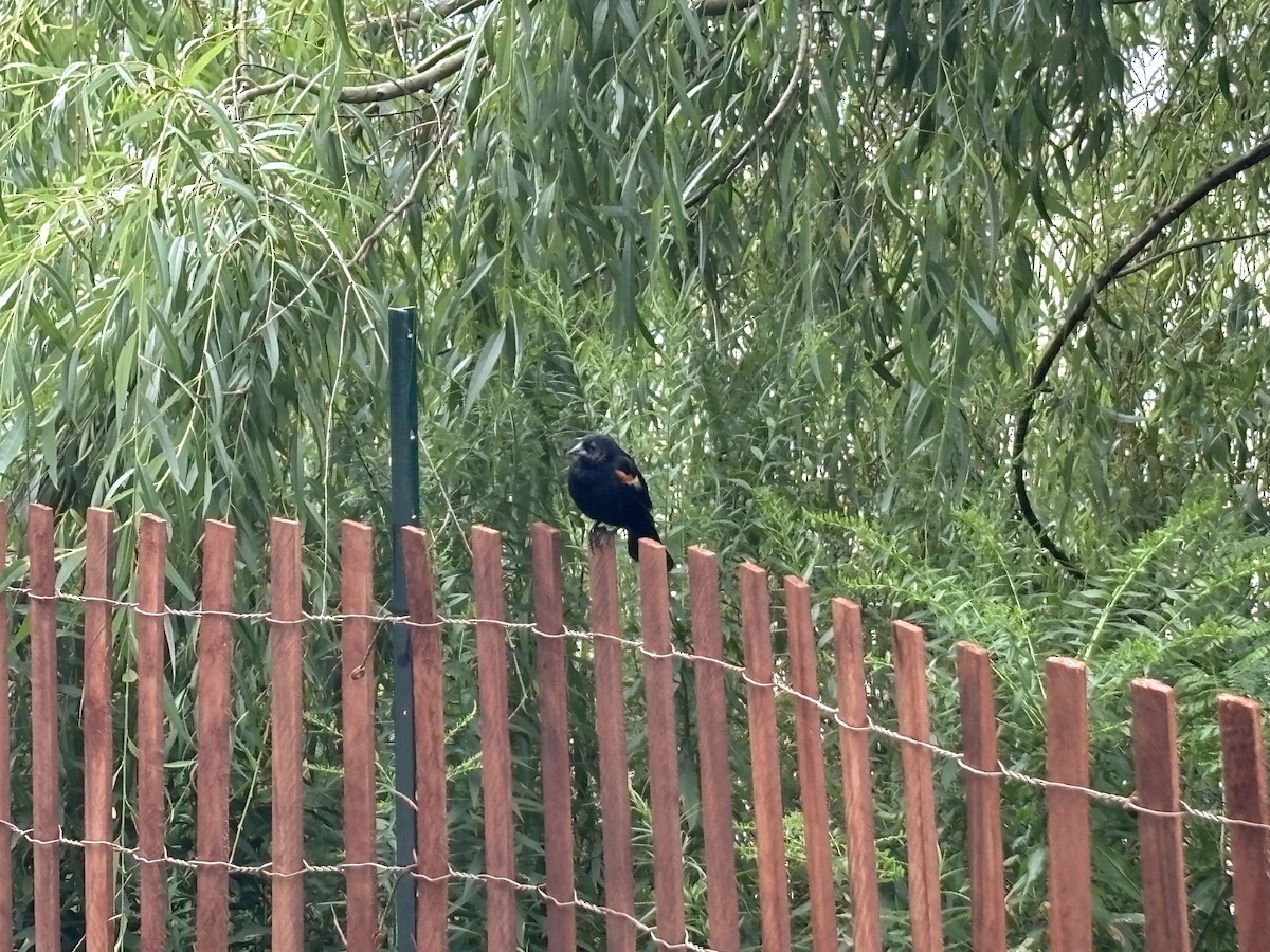 Red-winged Blackbird - ML622123361