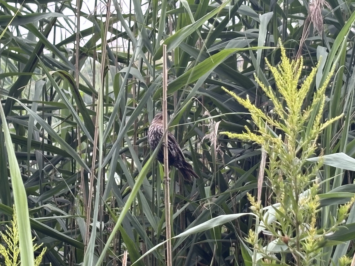 Red-winged Blackbird - ML622123362