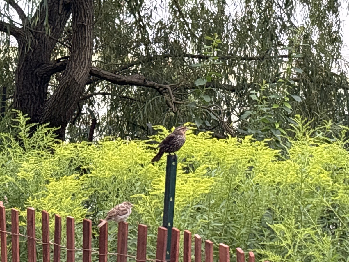 Red-winged Blackbird - ML622123363