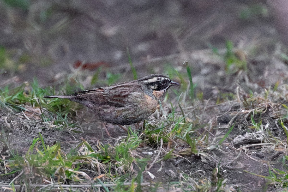 Black-throated Accentor - ML622123364