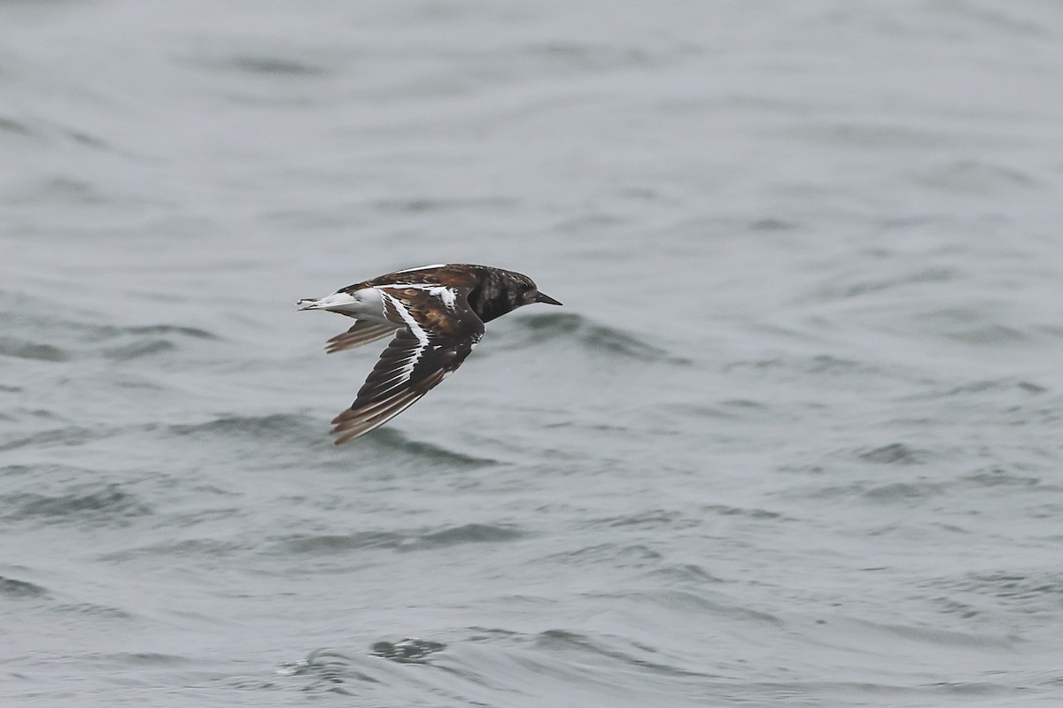 Ruddy Turnstone - ML622123365