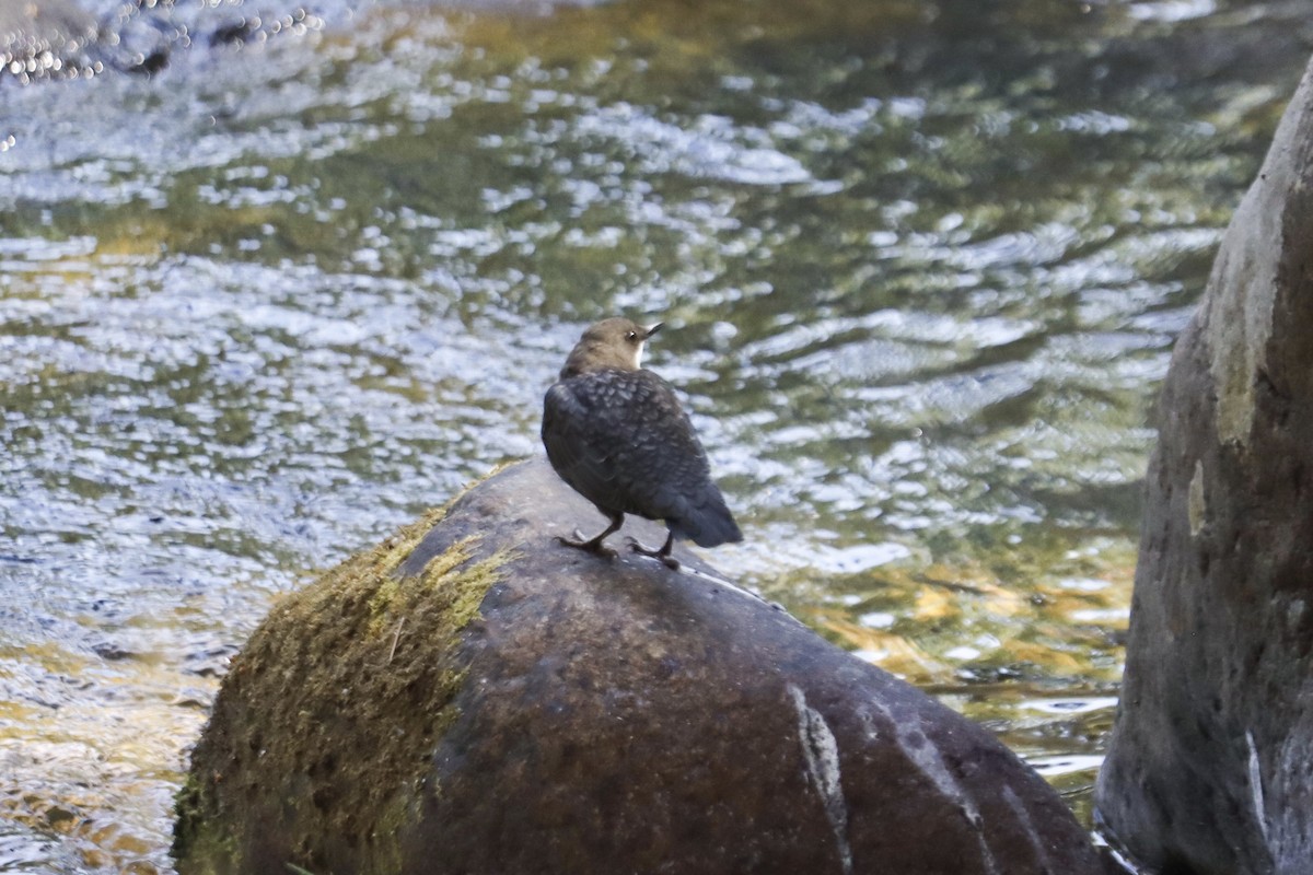 White-throated Dipper - Paula González Lominchar