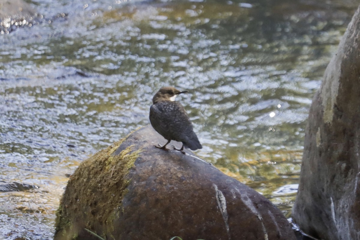 White-throated Dipper - ML622123368