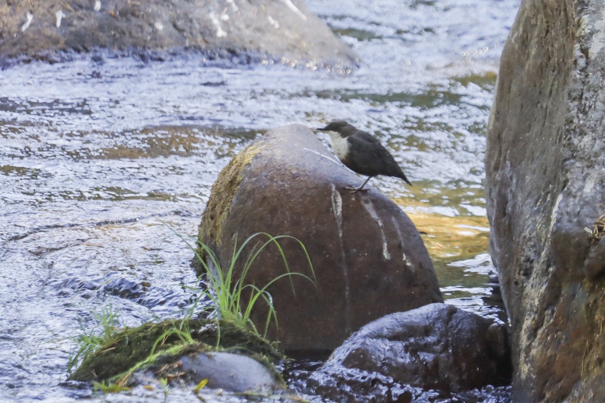 White-throated Dipper - ML622123369