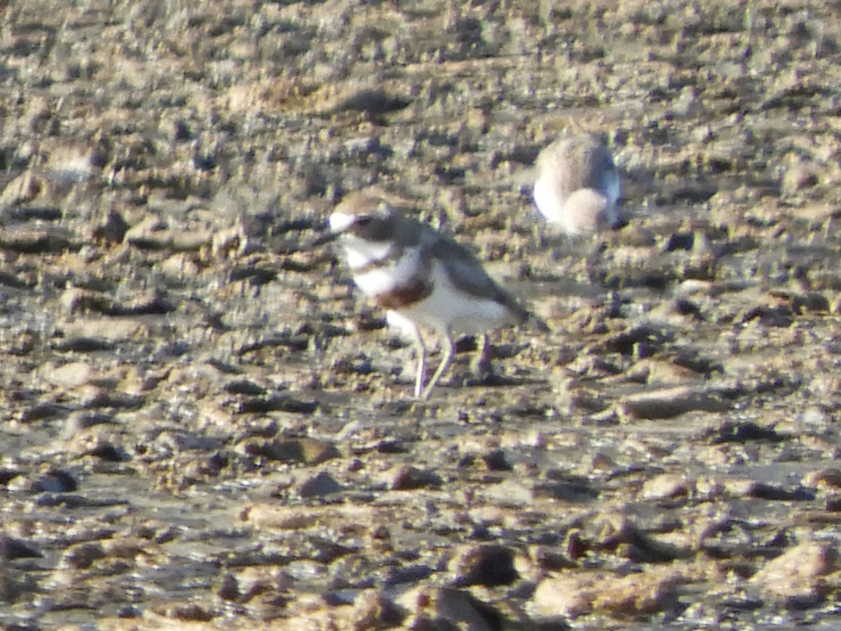 Double-banded Plover - Natalee Bozzi