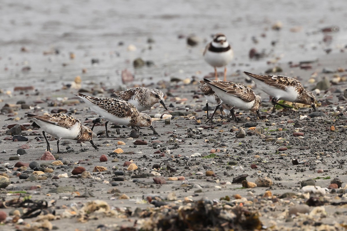 Sanderling - ML622123371