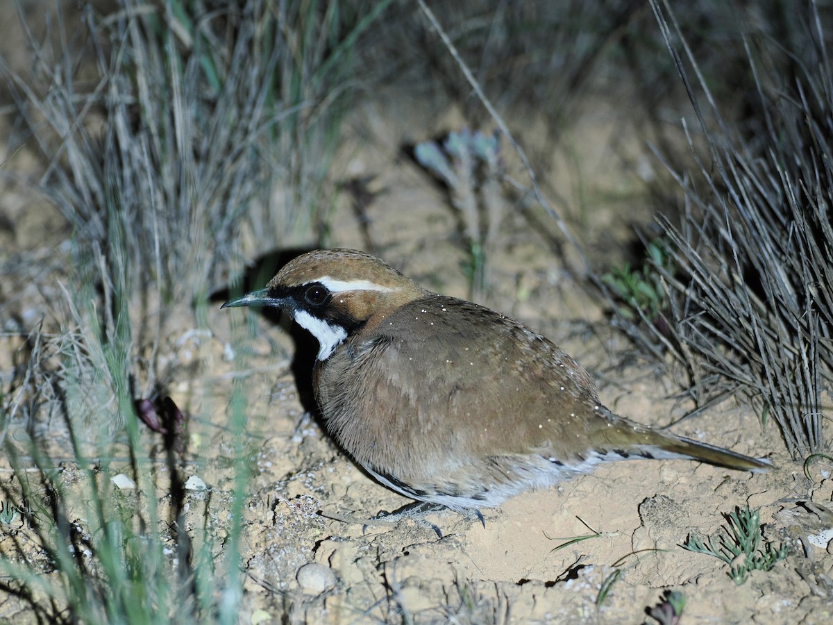 Nullarbor Quail-thrush - ML622123374