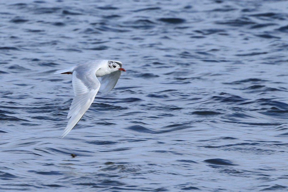 Gaviota Cabecinegra - ML622123375