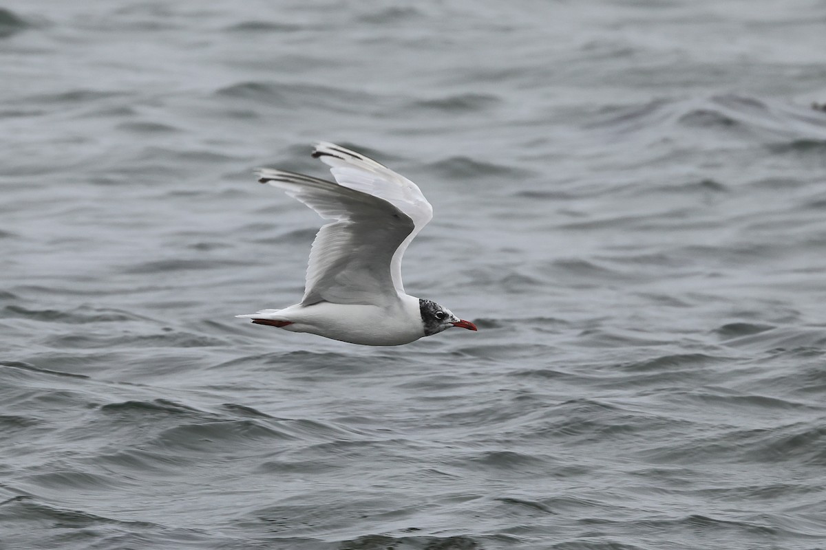 Mouette mélanocéphale - ML622123376