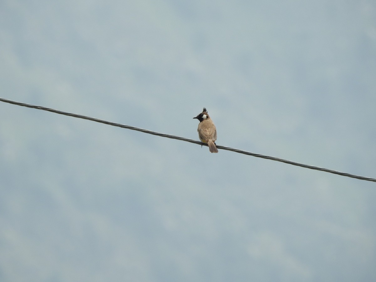 Bulbul à joues blanches - ML622123378