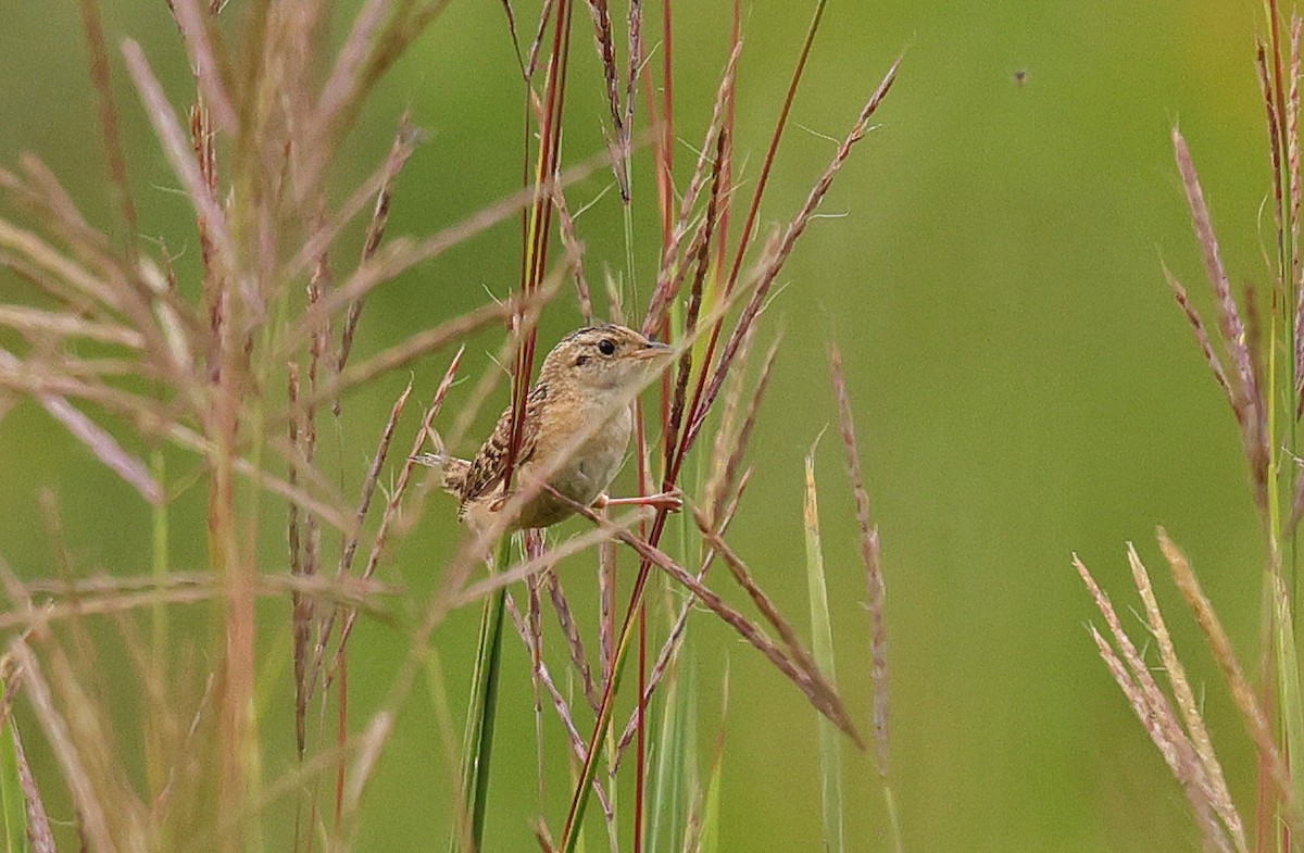 Sedge Wren - ML622123379