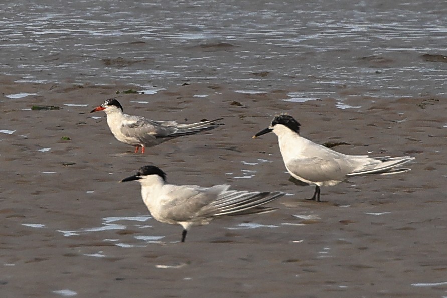 Common Tern - ML622123380