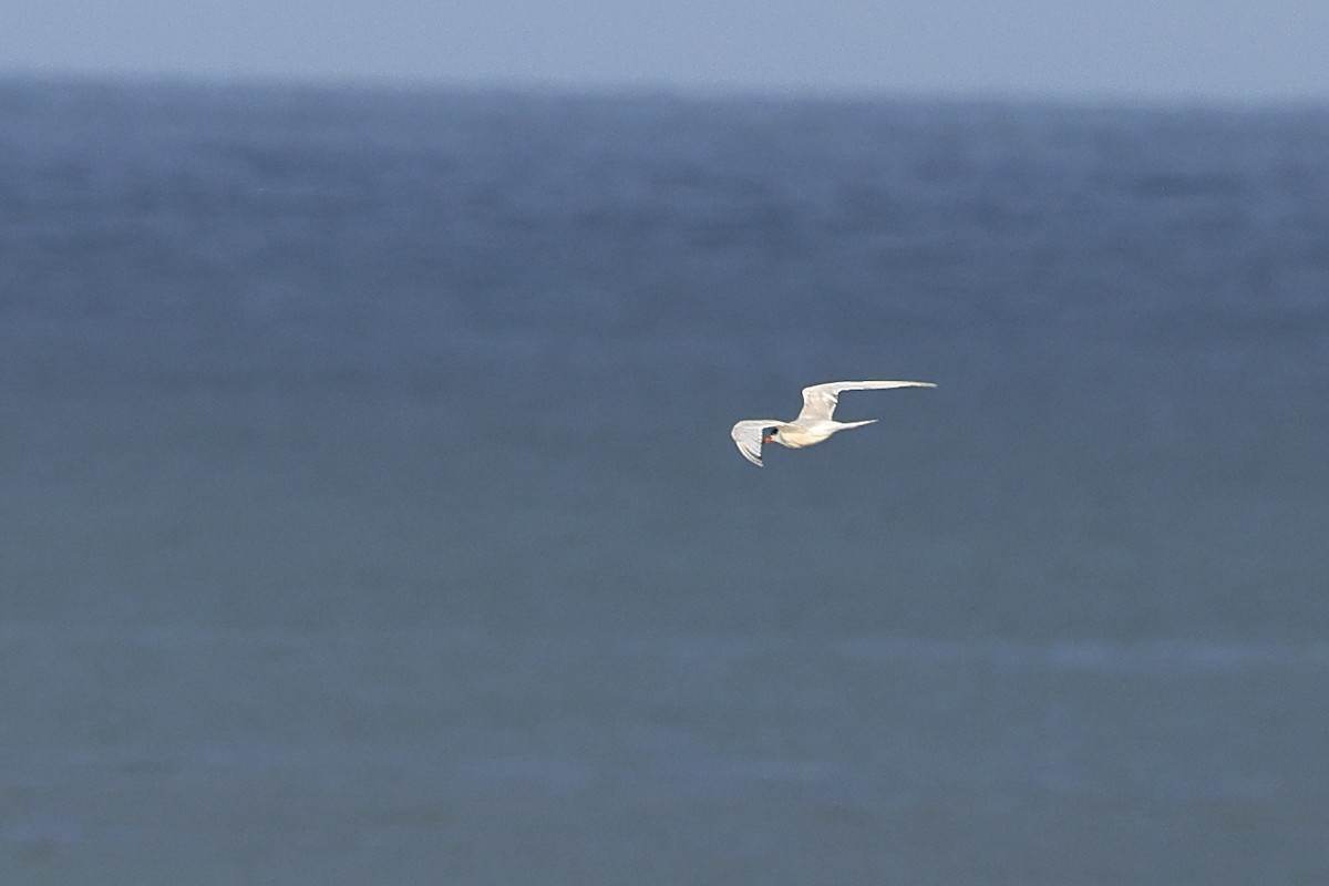 Common Tern - ML622123381