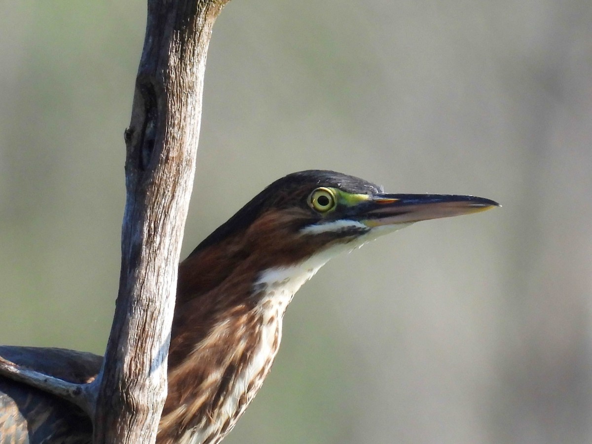 Green Heron - ML622123382