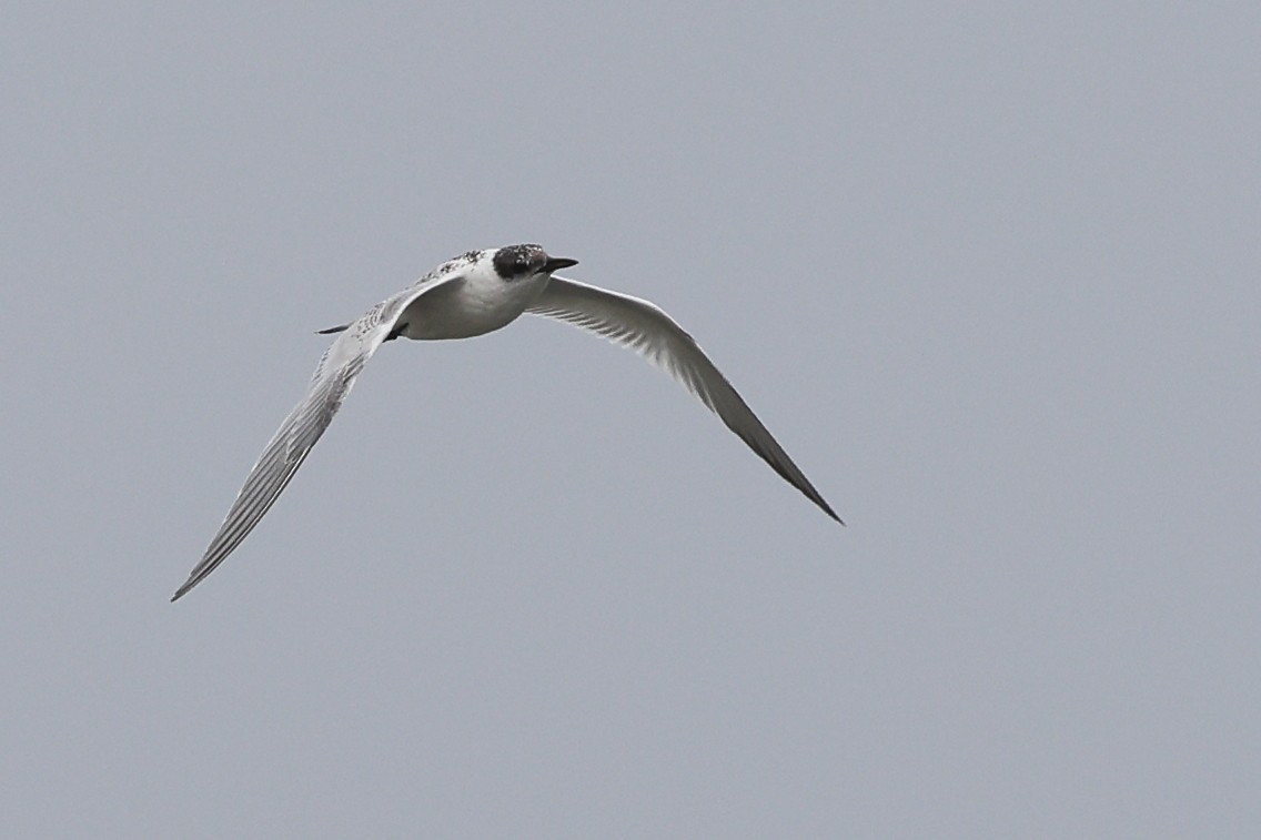 Sandwich Tern (Eurasian) - ML622123383