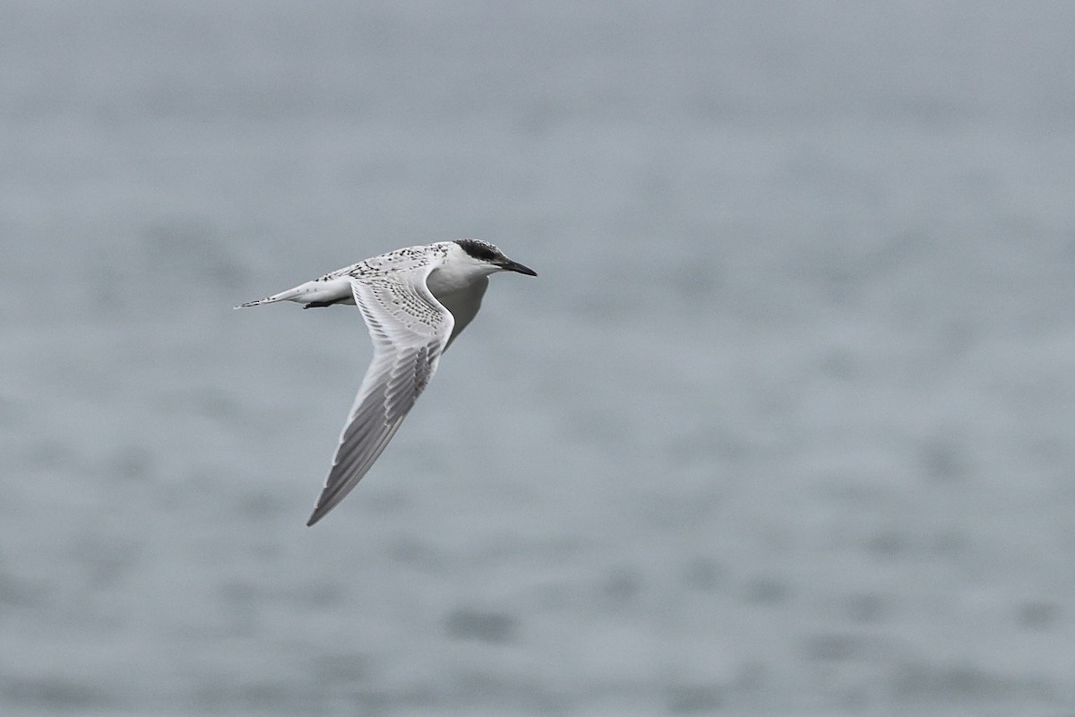 Sandwich Tern (Eurasian) - ML622123384