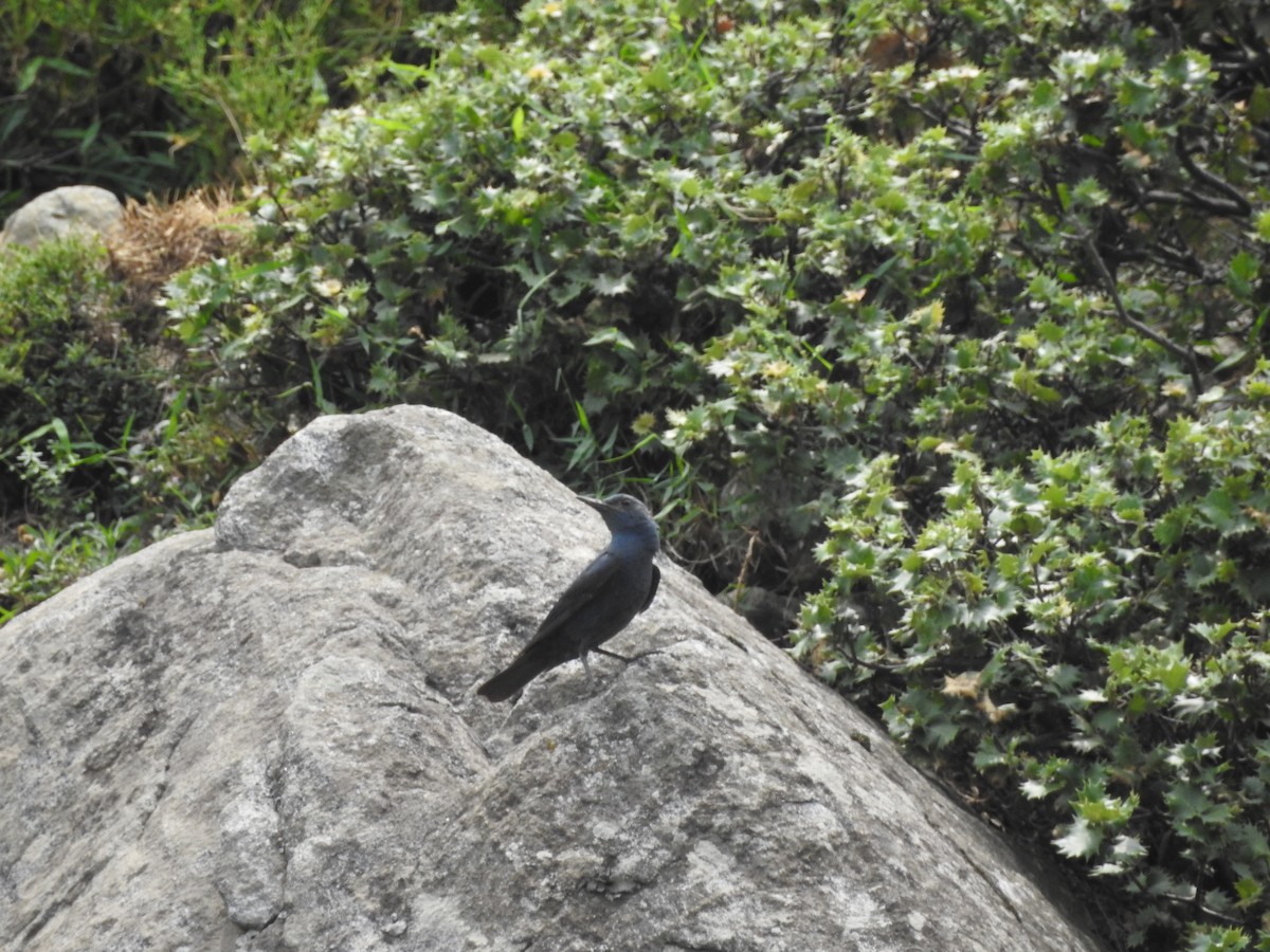 Blue Rock-Thrush - Azan Karam