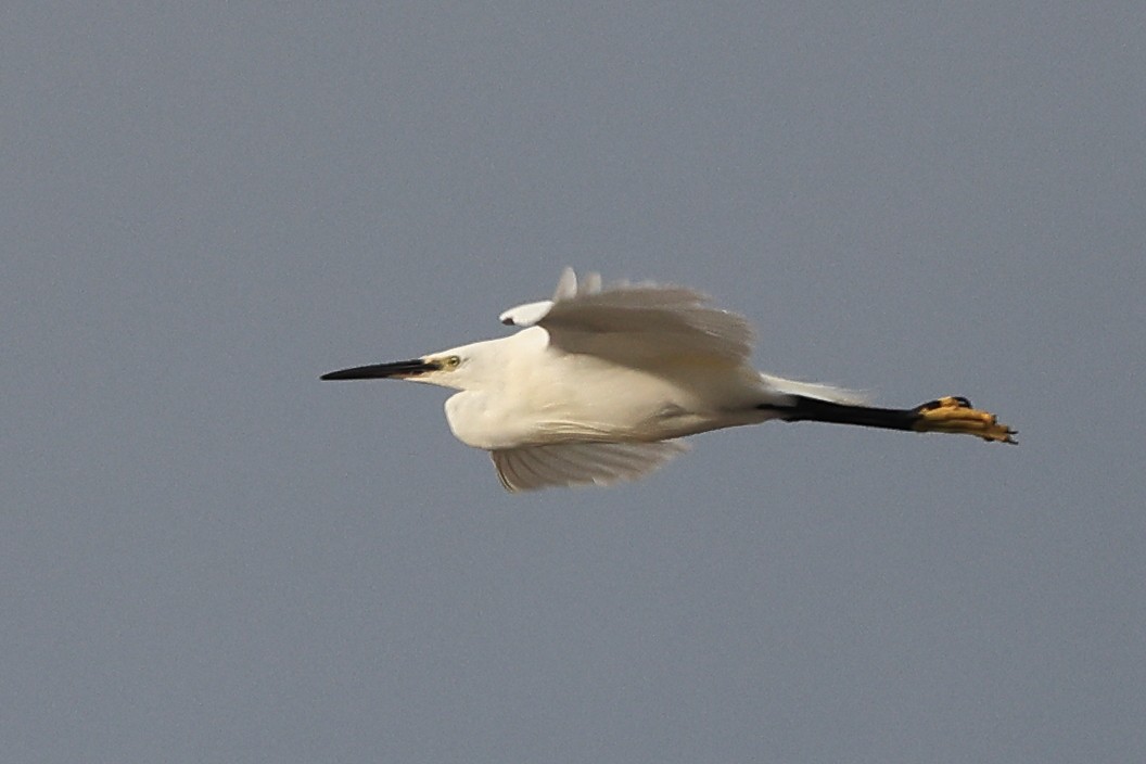 Little Egret (Western) - Paul (Mac) Smith   🦅