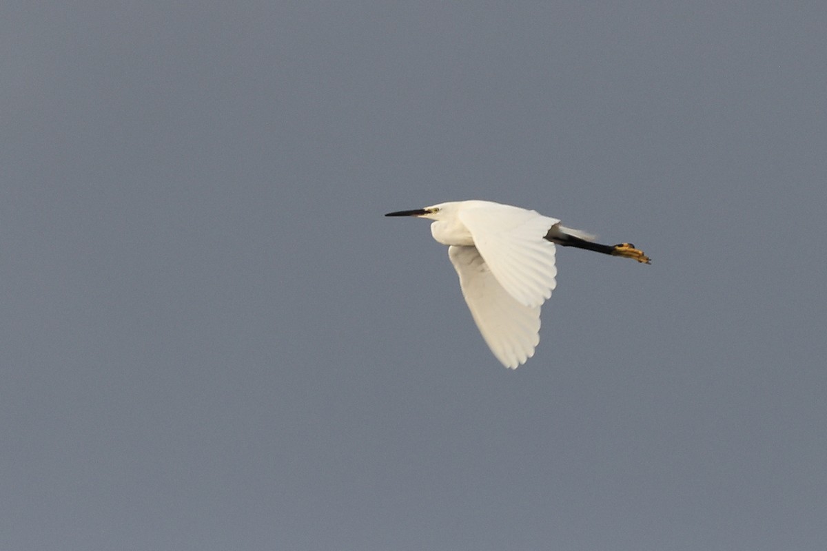 Little Egret (Western) - ML622123390