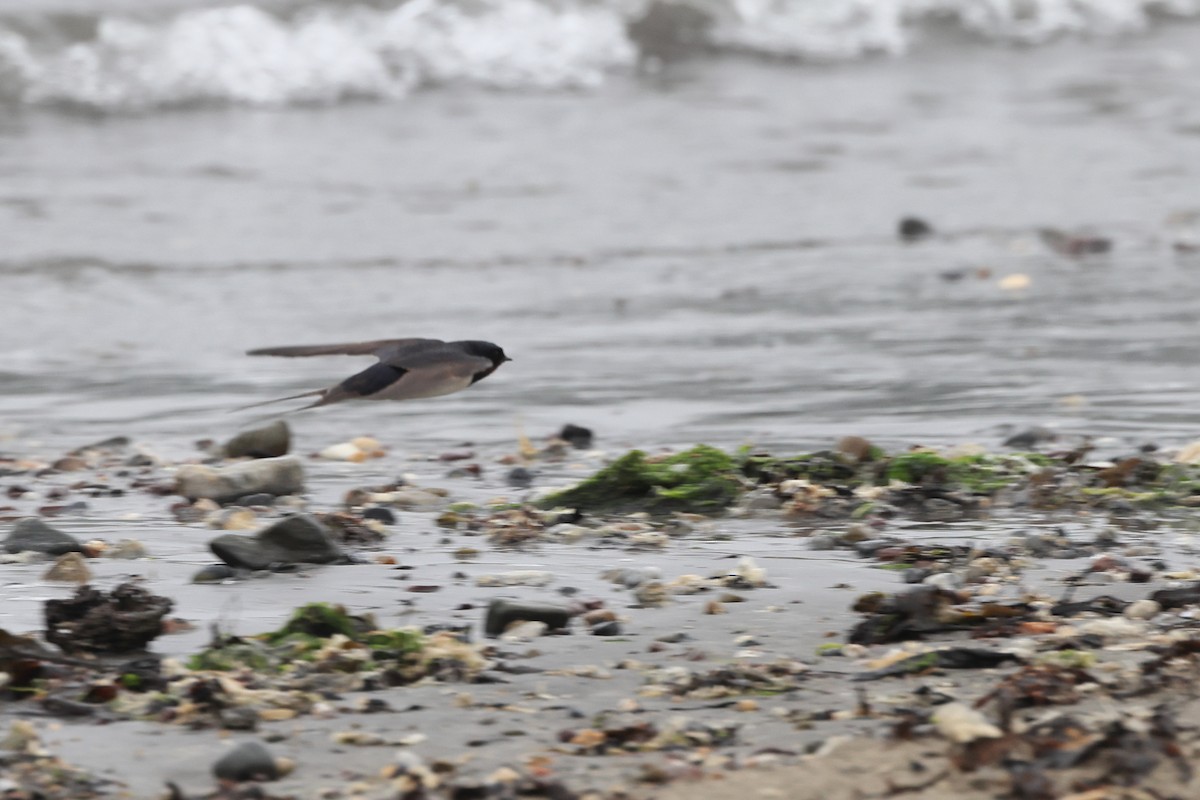 Barn Swallow - ML622123396