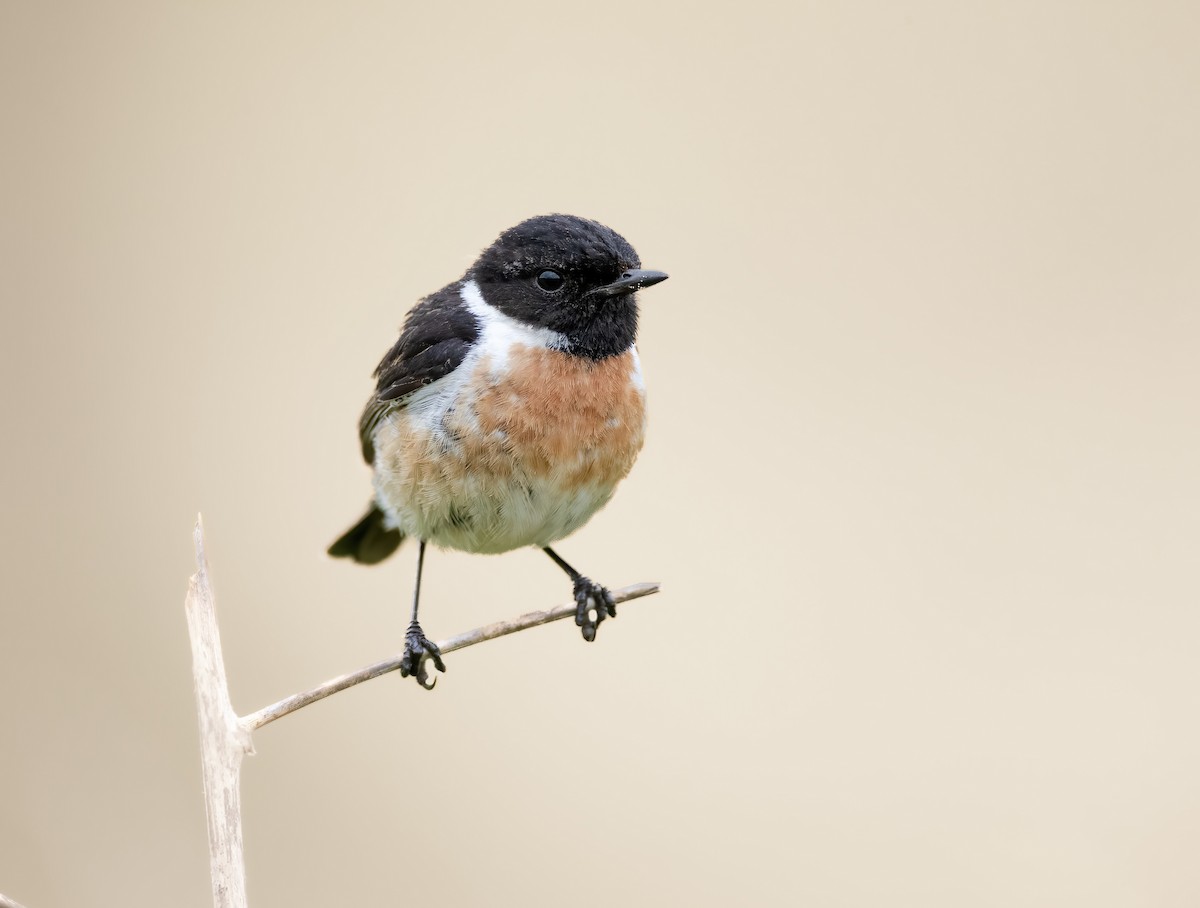 European Stonechat - ML622123400