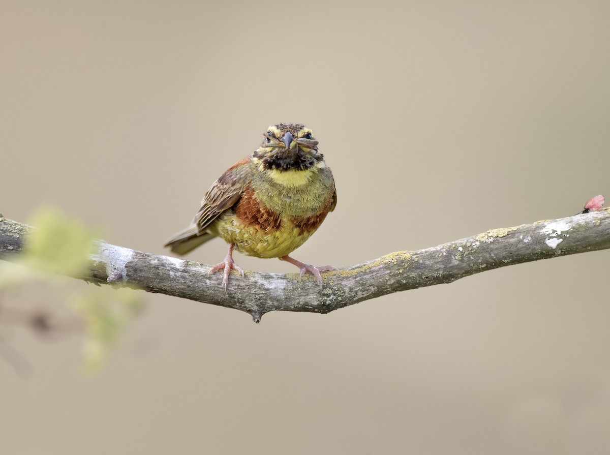 Cirl Bunting - ML622123401