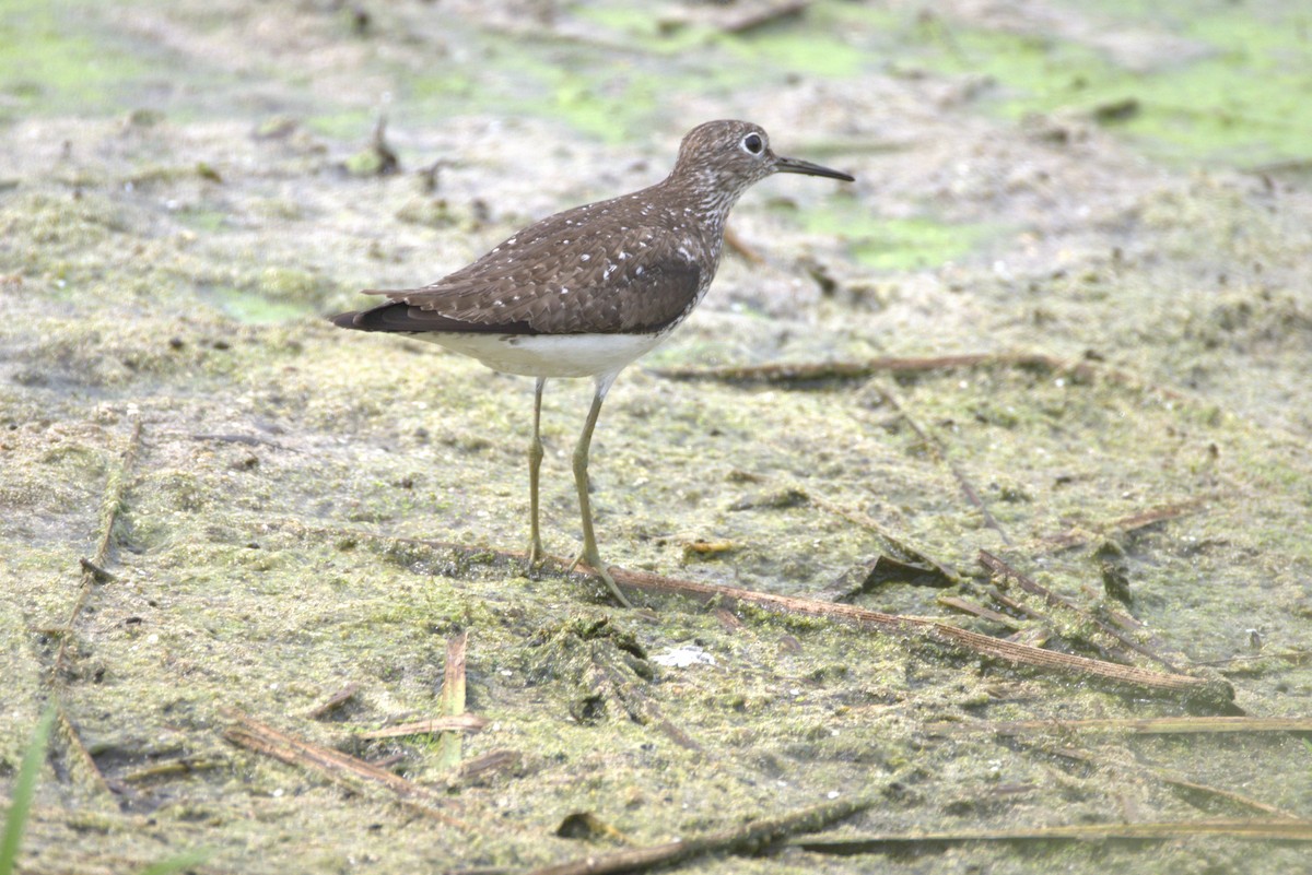 Solitary Sandpiper - ML622123404