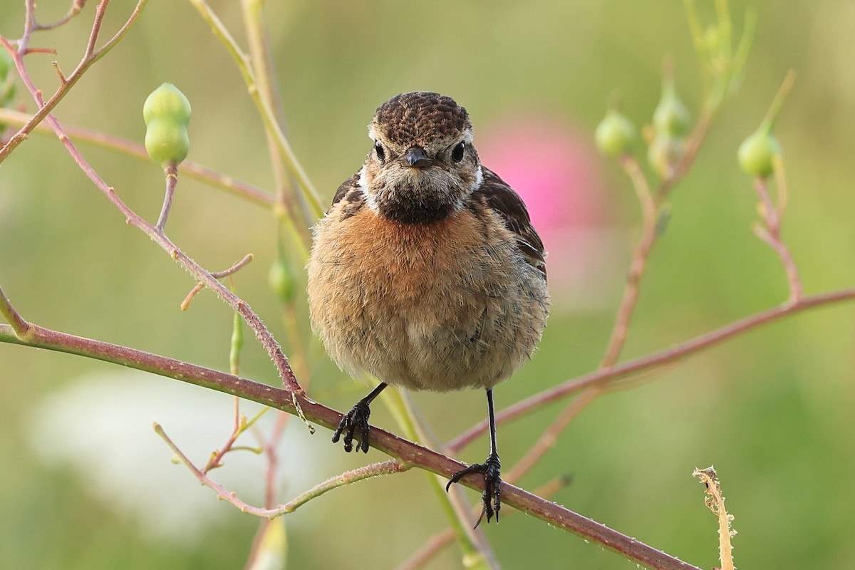 European Stonechat - ML622123405