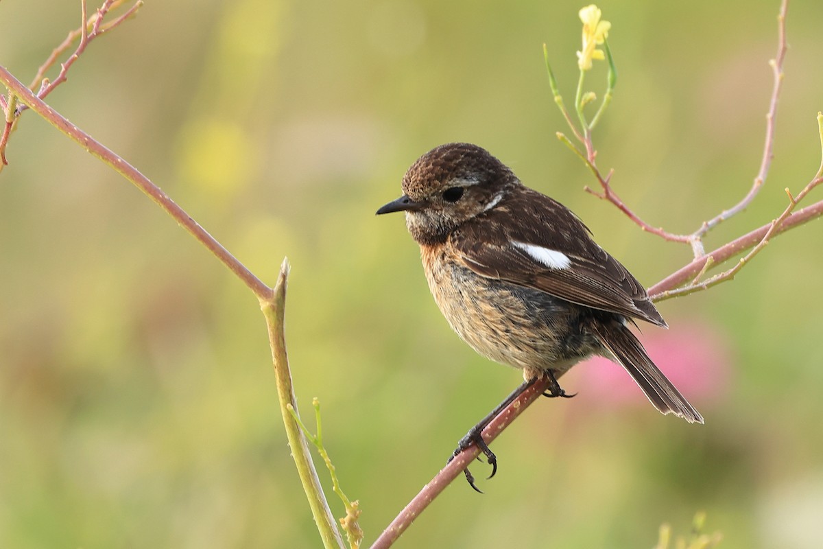 European Stonechat - ML622123406