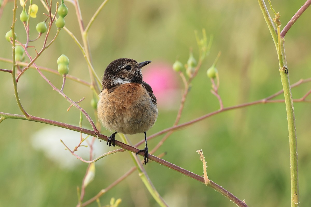 European Stonechat - ML622123407