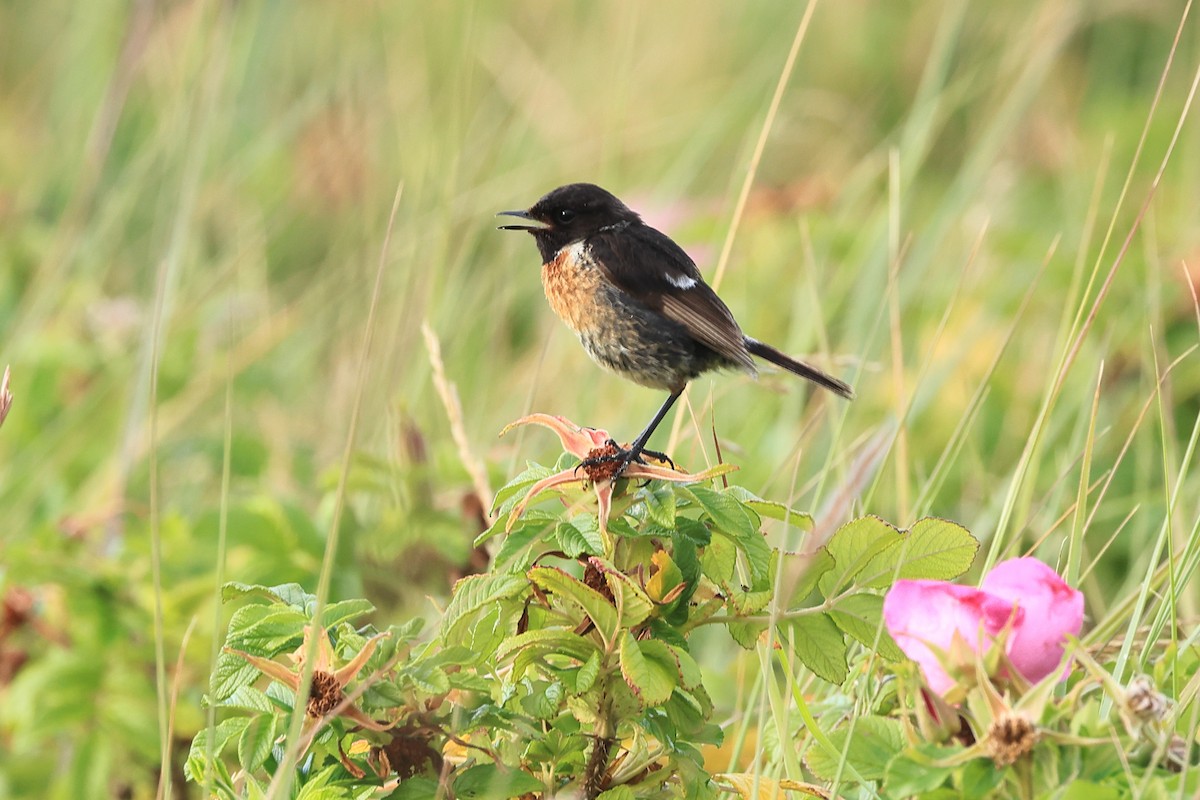 European Stonechat - ML622123408