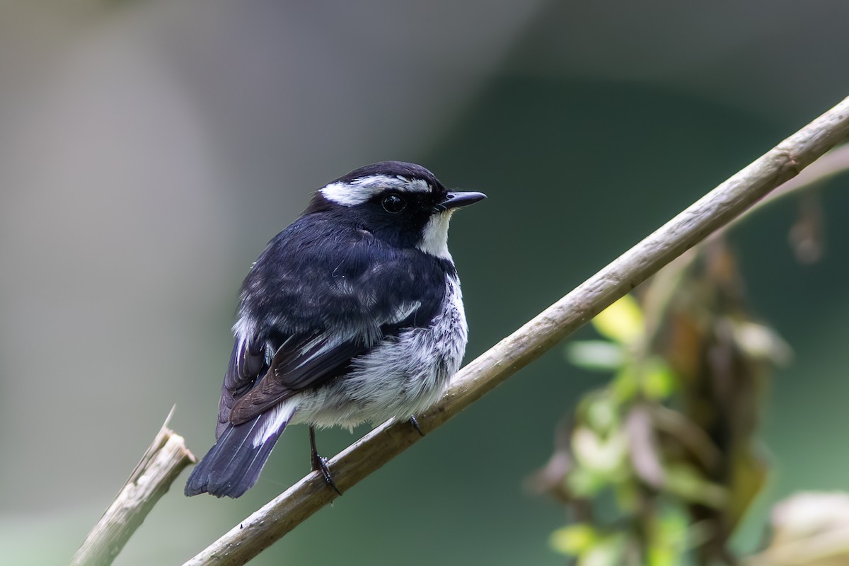 Little Pied Flycatcher - ML622123422