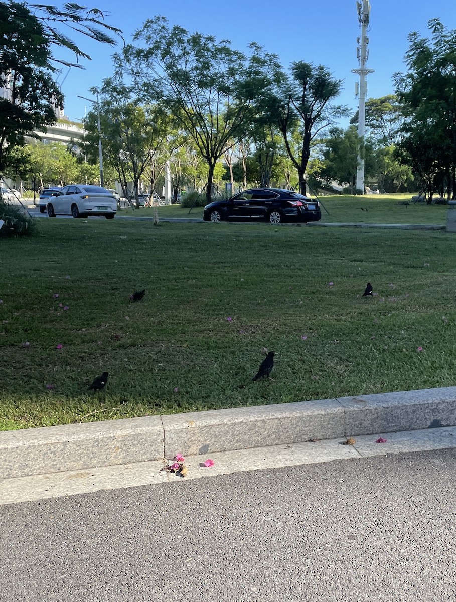 Crested Myna - ML622123423