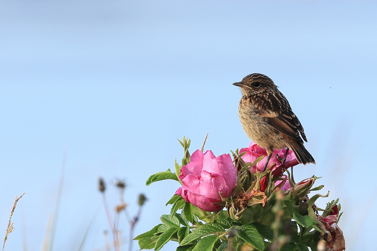 European Stonechat - ML622123424