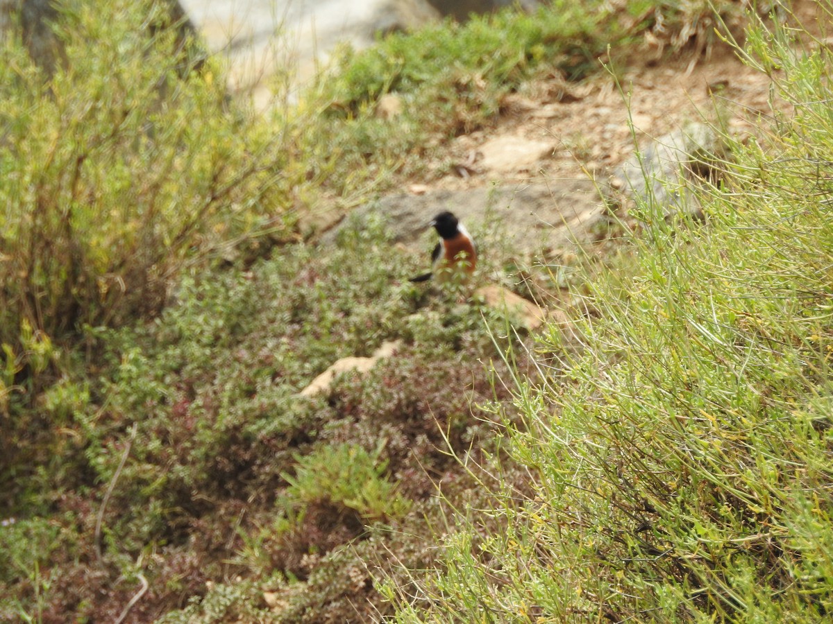 Siberian Stonechat - ML622123429