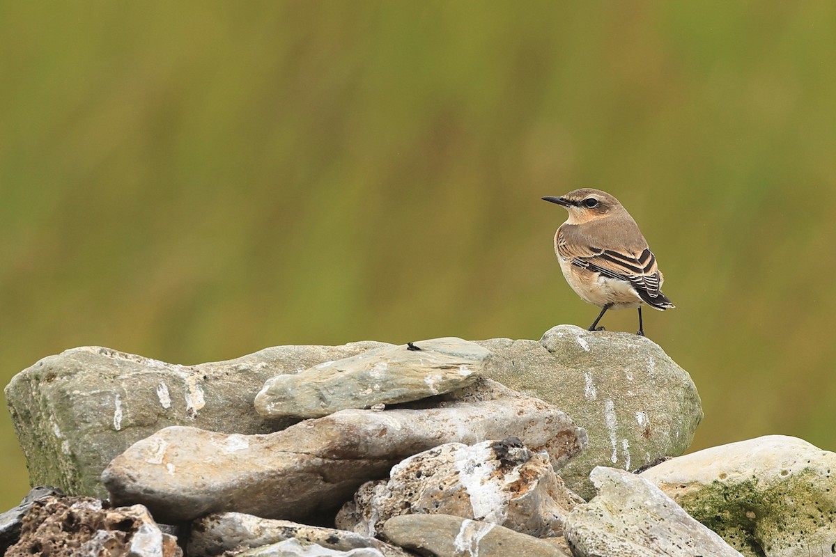 Northern Wheatear - ML622123430