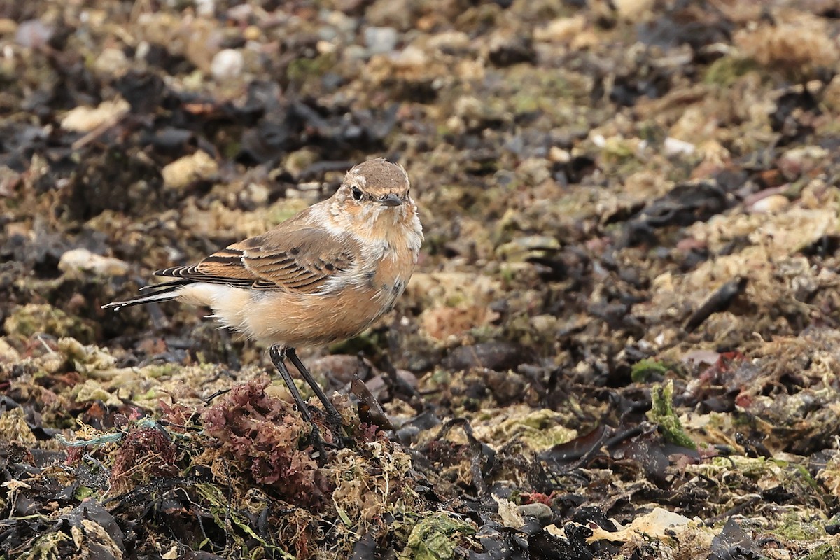 Northern Wheatear - Paul (Mac) Smith   🦅